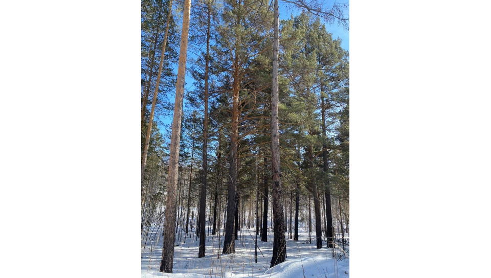 строительство поселка Соколики