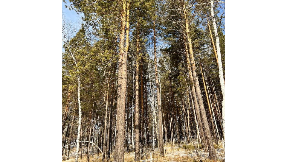 строительство поселка Соколики